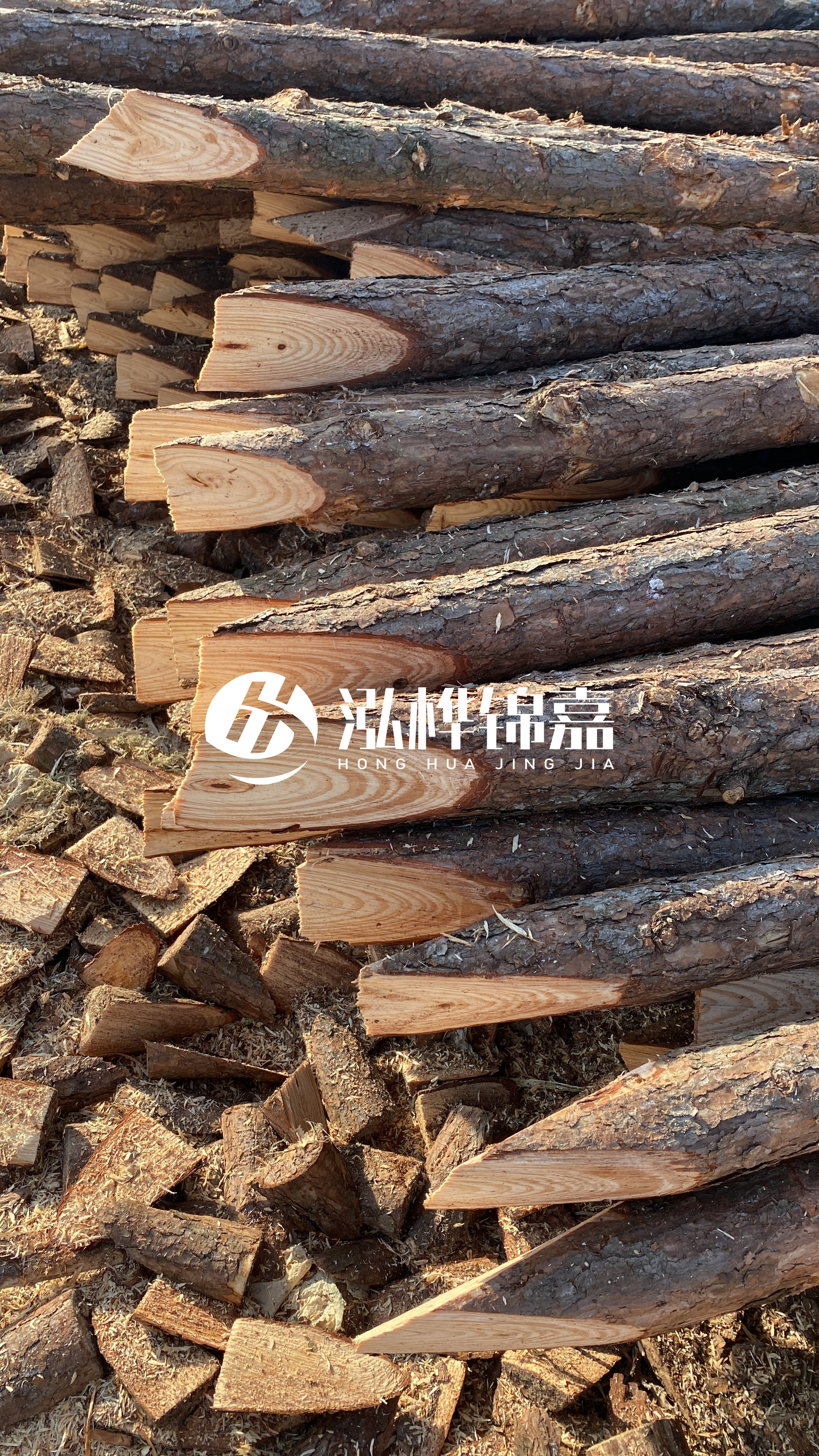 松木樁怎么分辨好壞？學(xué)會這幾招，輕松分辨松木樁好壞不踩雷！