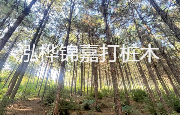 護(hù)岸施工有松木樁方案，你了解嗎？